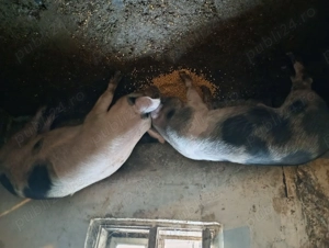 Porci vânzare Bihor  - imagine 3