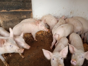 Porci și șoldani vânzare  - imagine 4