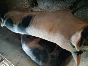 Porci vânzare Bihor 