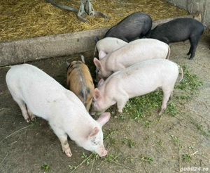 De vanzare purcei 9 saptamani 