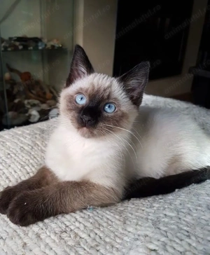 Ragdoll fetița superba 