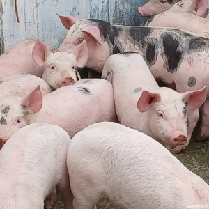 purcei petreni  - imagine 4