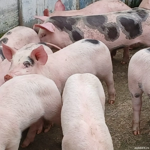 purcei petreni  - imagine 5