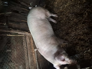 Porci de vazare mari de taiat  - imagine 2