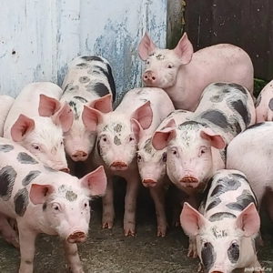 purcei petreni  - imagine 3