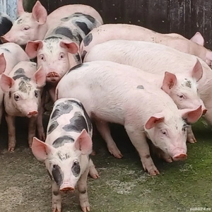 purcei petreni  - imagine 2