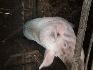 Porci de vazare mari de taiat  - imagine 3
