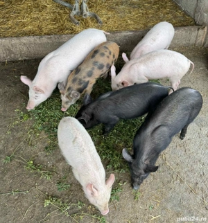 De vanzare , 10 saptamani  - imagine 2