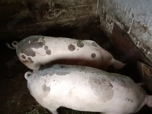 Porci de vânzare!