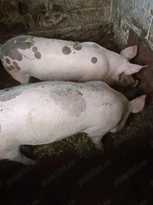 Porci de vânzare! - imagine 2