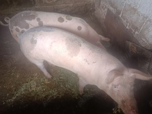 Porci de vânzare! - imagine 3