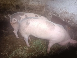 Porci de vânzare! - imagine 4