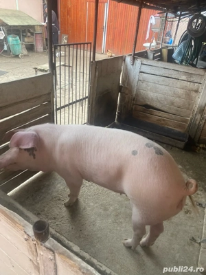 porc gras comuna Fibis, - imagine 2