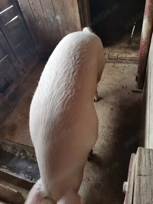 Vând porc  - imagine 3