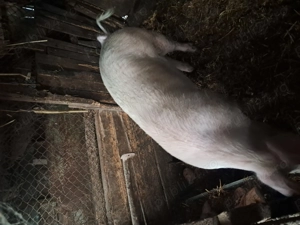 Porci de vazare mari de taiat  - imagine 7