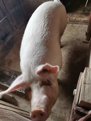 Vând porc  - imagine 4