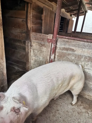 Vând porc  - imagine 5