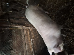 Porci de vazare mari de taiat  - imagine 9