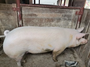 Vând porc  - imagine 2