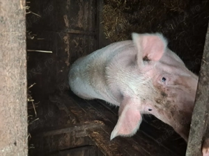 Porci de vazare mari de taiat  - imagine 8