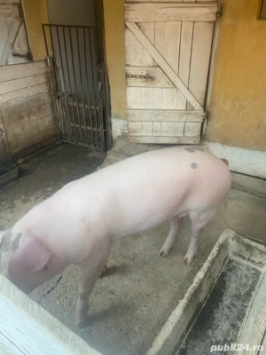 porc gras comuna Fibis,