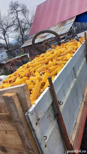 vand porumb stiulete