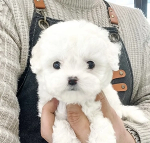 Bichon maltez mascul și femela