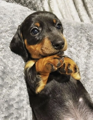 Teckel dachshund  - imagine 2