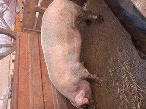 Porc de vânzare 