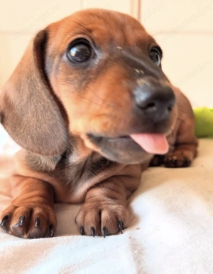 Teckel red mascul și femela