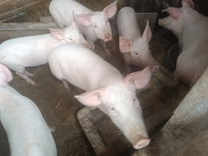 Purcei de vânzare ! Preț negociabil 