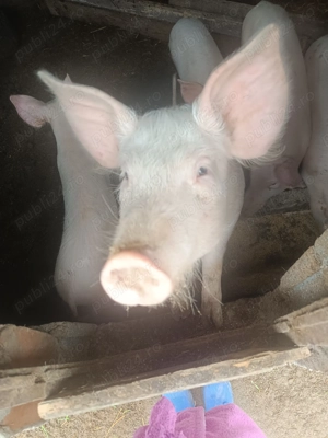 Purcei de vânzare ! Preț negociabil  - imagine 2