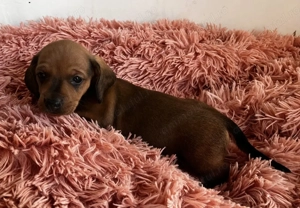 Teckel red mascul și femelă 