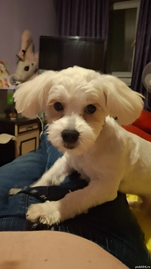 vand buson havanez - imagine 2