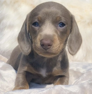 Teckel silver isabel