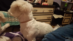 vand buson havanez - imagine 3