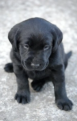Labrador retriever mascul și femelă 