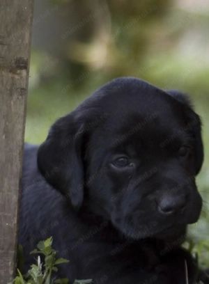 Labrador retriever femelă  - imagine 2