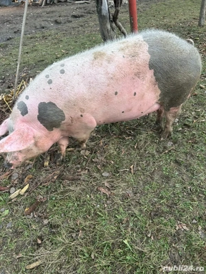 vand scroafe de carne 