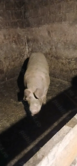 Purcea de vânzare - imagine 2