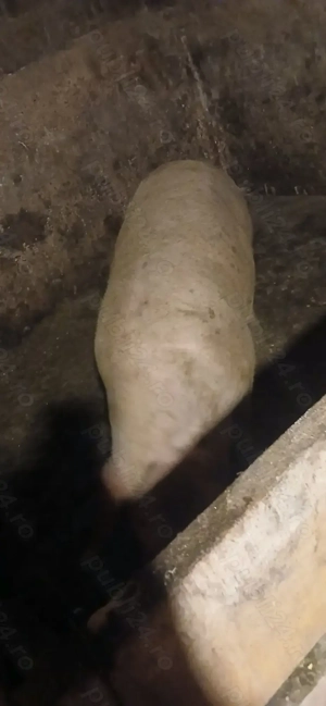 Purcea de vânzare - imagine 4