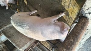 Vând porc  - imagine 2