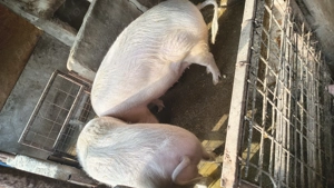 Vând porc  - imagine 3