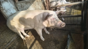 Vând porc  - imagine 4