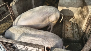 Vând porc  - imagine 5