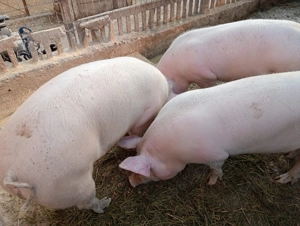 Vând porci rasa de carne - imagine 2