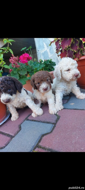 Lagotto romagnolo fetita  disponibila  - imagine 2