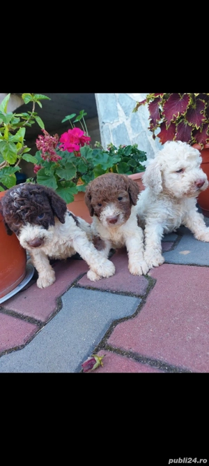 Lagotto romagnolo fetita  disponibila 