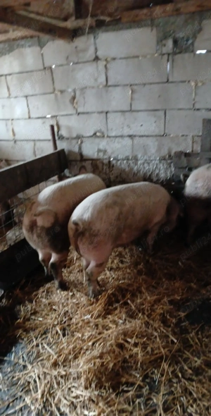 Porci de vanzare la 5 km de braila 