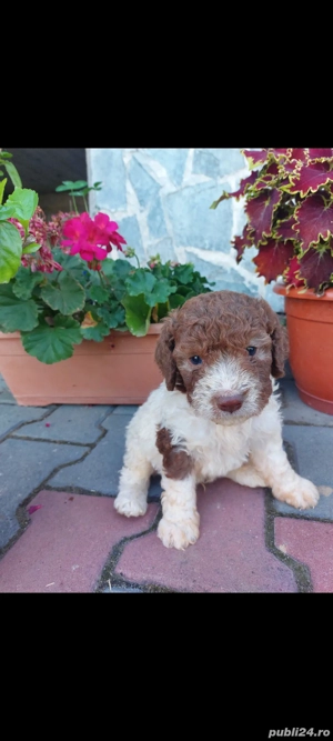 Lagotto romagnolo fetita  disponibila 
